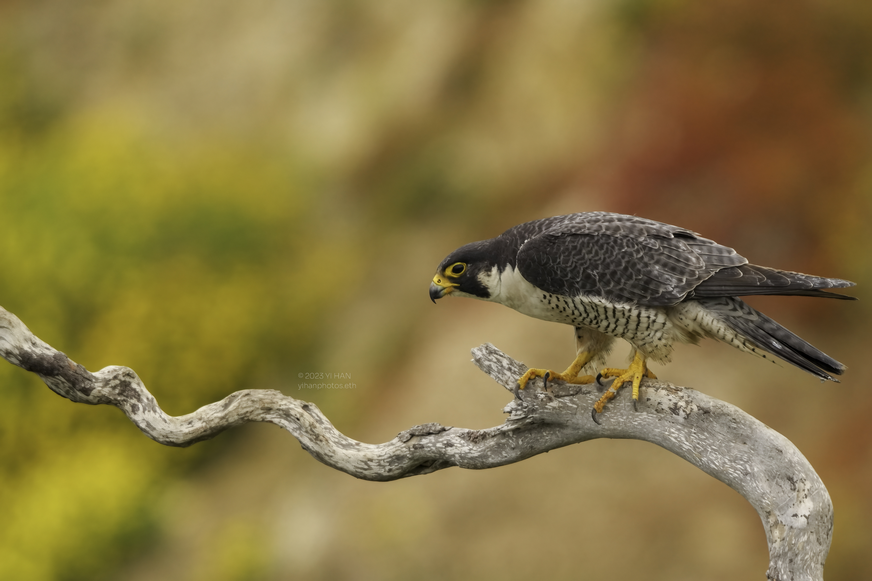 peregrine_ falcon_wallpaper_3